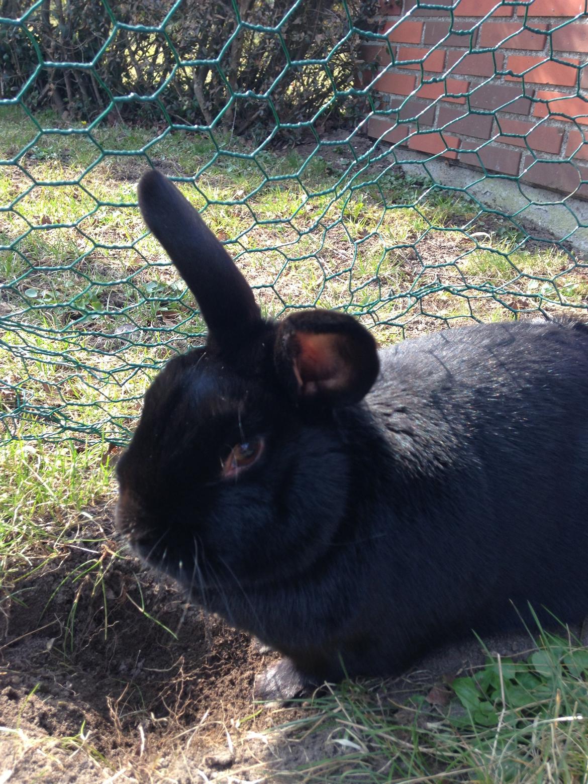 Kanin Mysterious Flashback billede 1