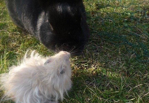 Kanin Mysterious Flashback billede 2