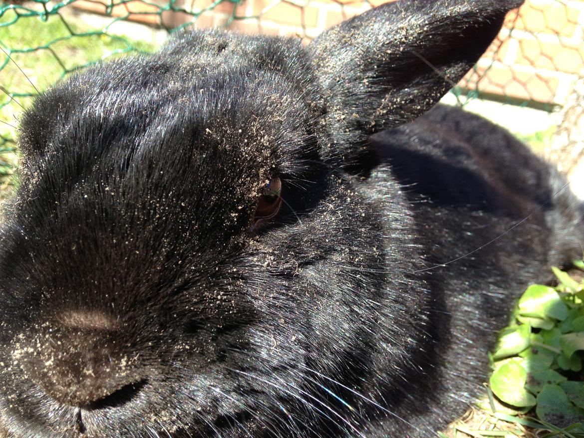 Kanin Mysterious Flashback billede 3