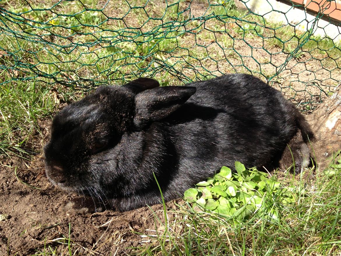 Kanin Mysterious Flashback billede 4