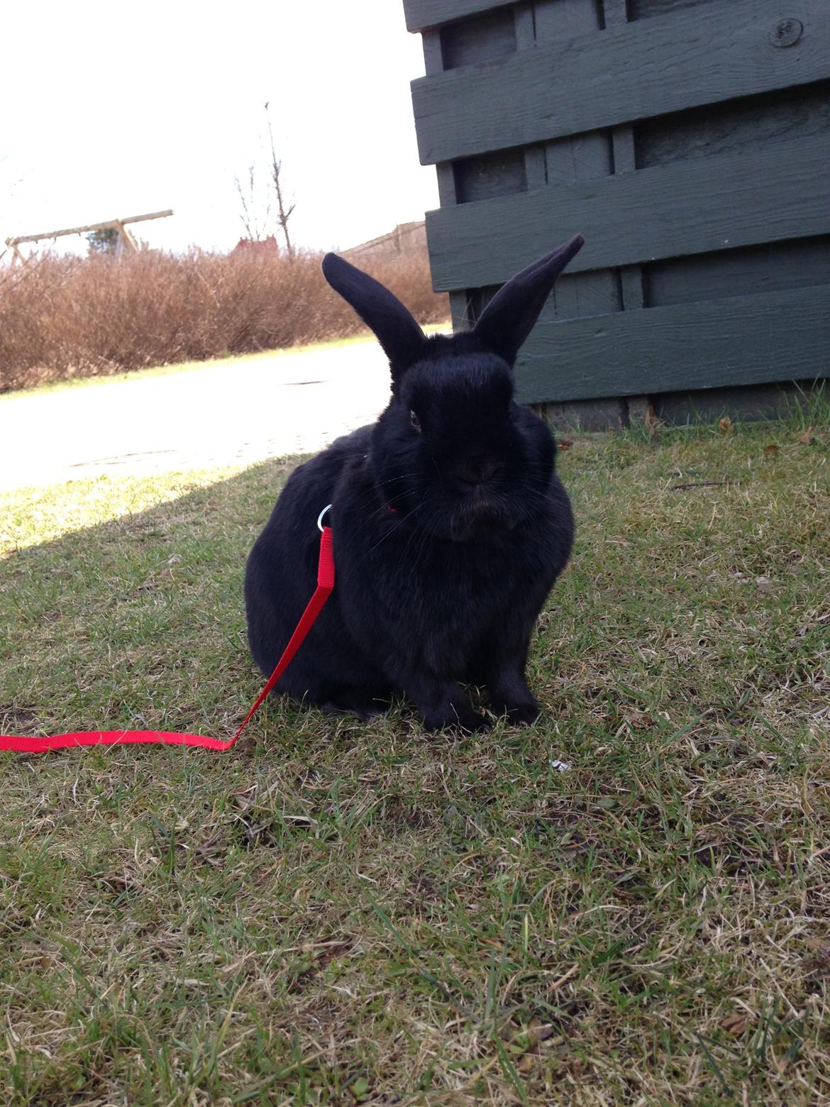 Kanin Mysterious Flashback billede 5