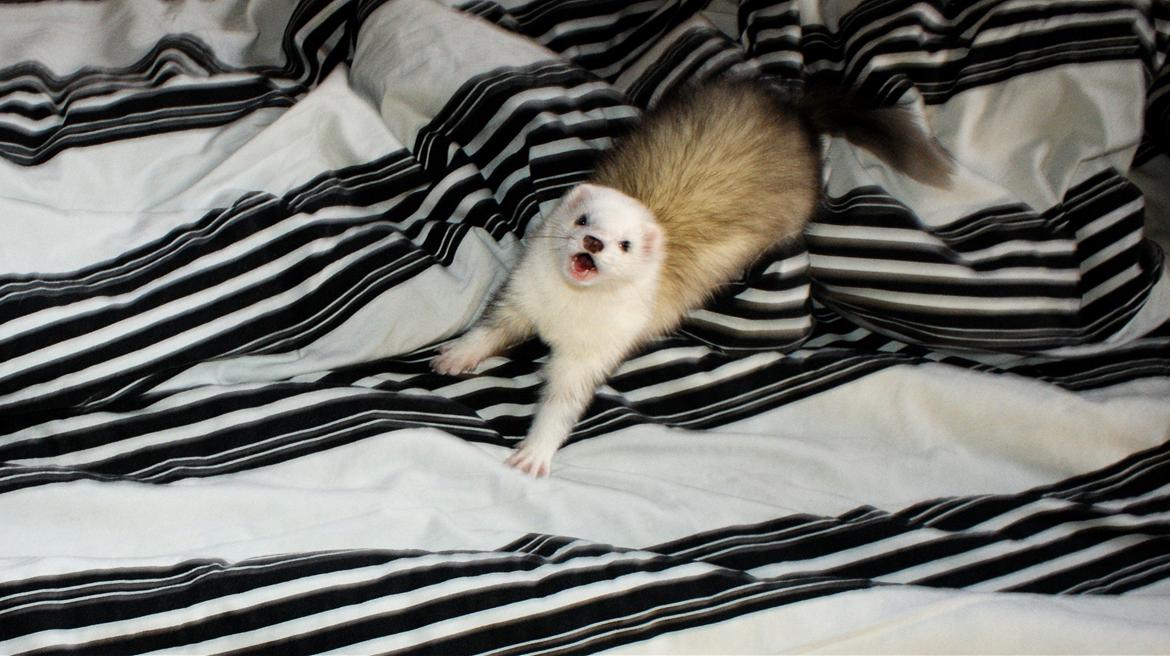 Ilder | Rosa Lyon billede 5