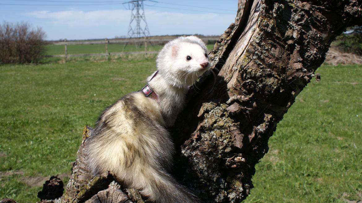 Ilder | Rosa Lyon billede 6