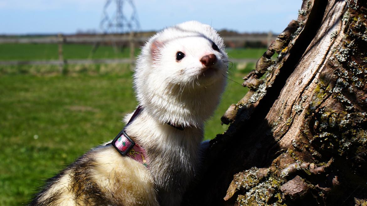 Ilder | Rosa Lyon billede 7