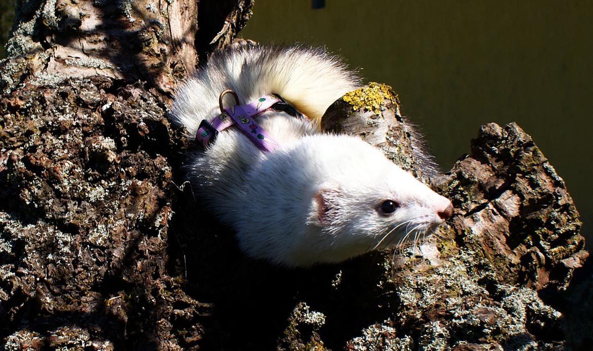 Ilder | Rosa Lyon billede 8