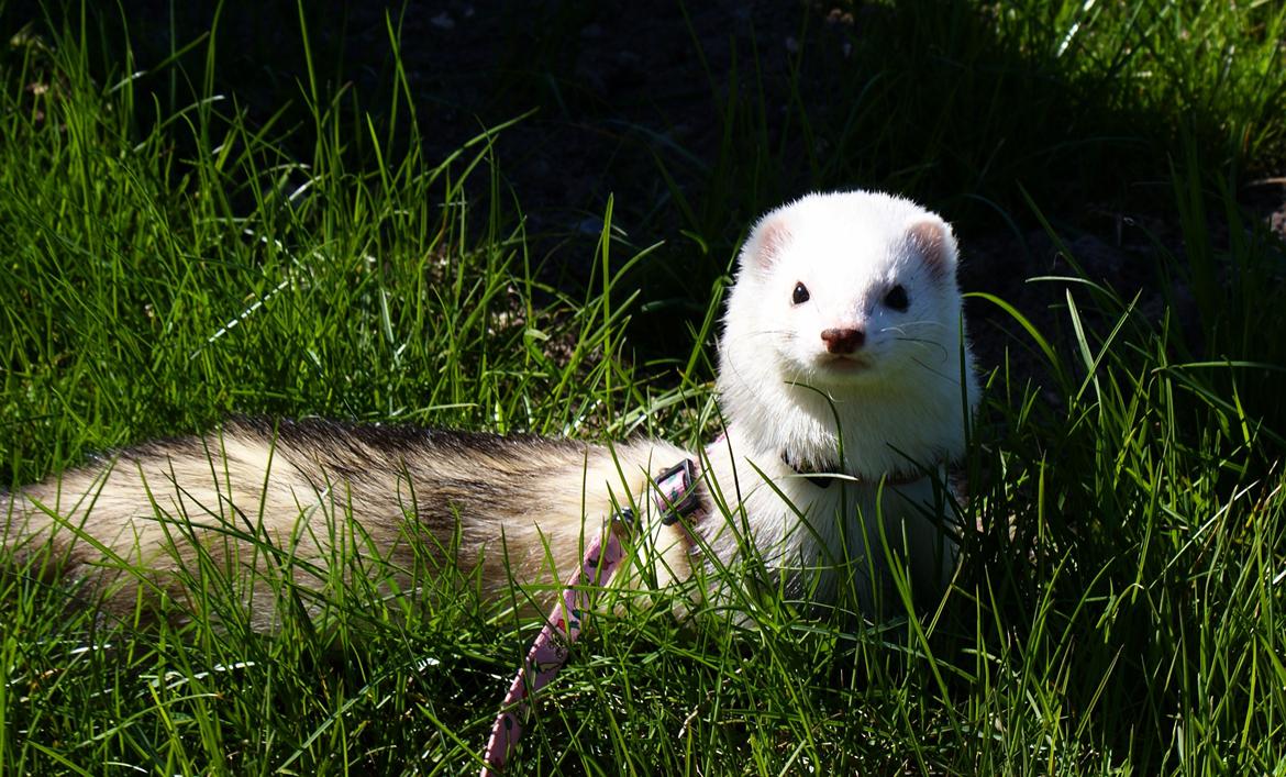 Ilder | Rosa Lyon billede 9