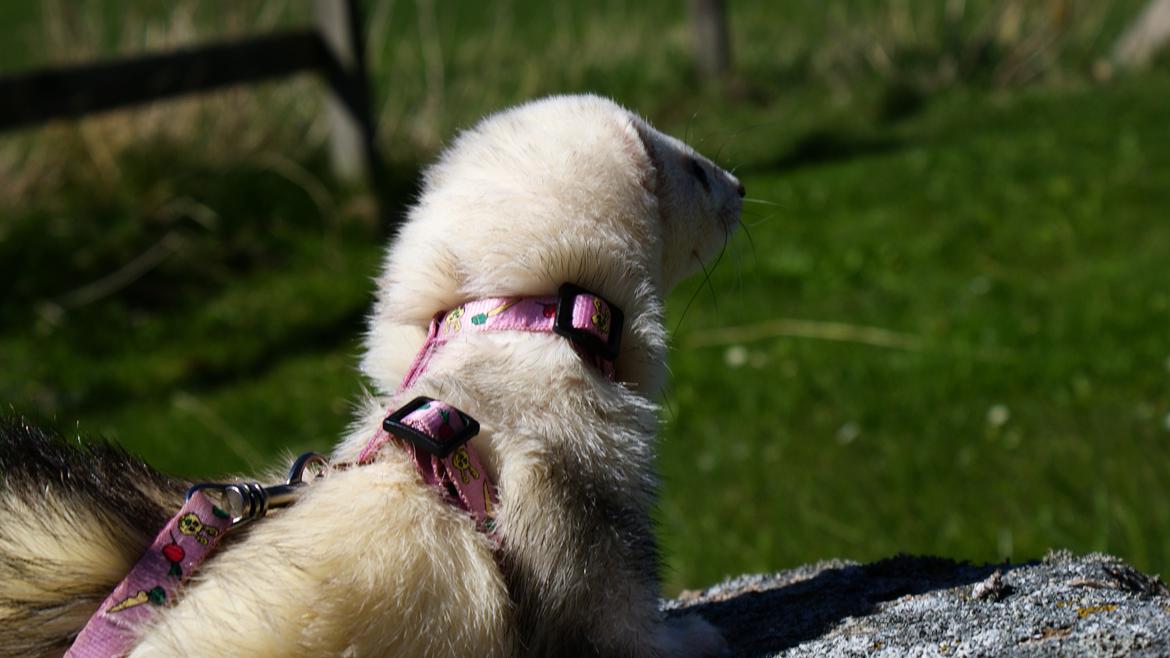 Ilder | Rosa Lyon billede 10