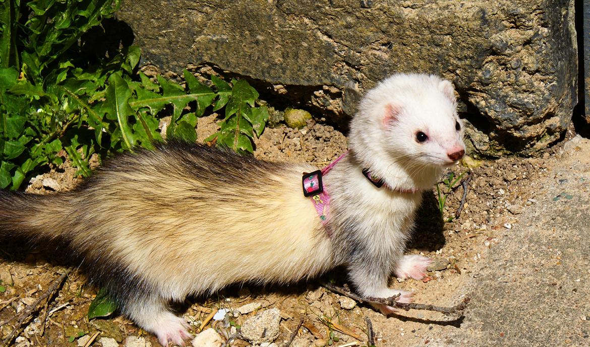 Ilder | Rosa Lyon billede 11