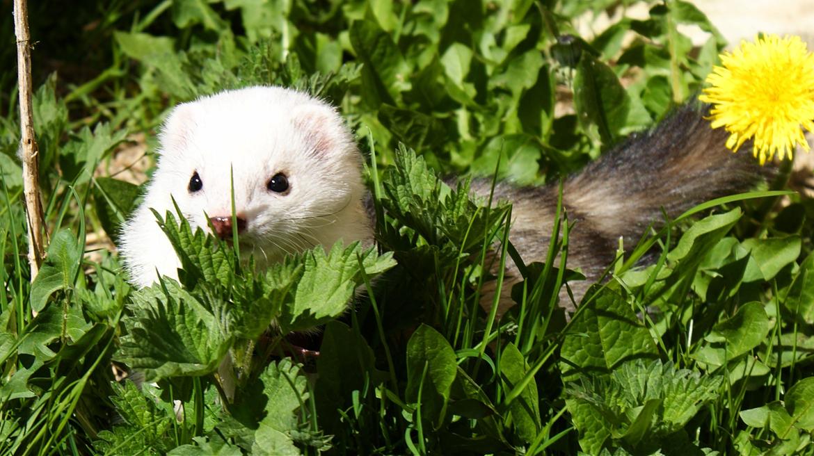 Ilder | Rosa Lyon billede 12