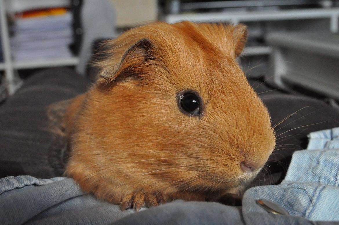 Marsvin Jerry billede 16