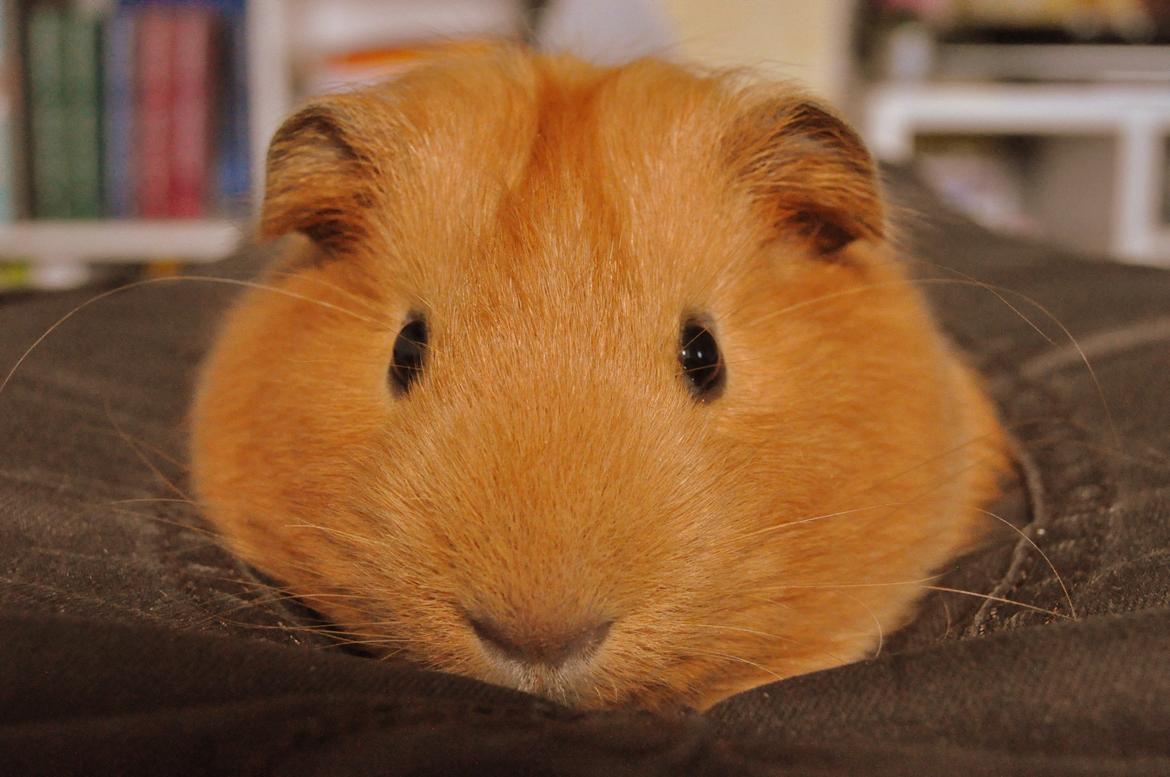 Marsvin Jerry - Ligger og nyder solen (: billede 10