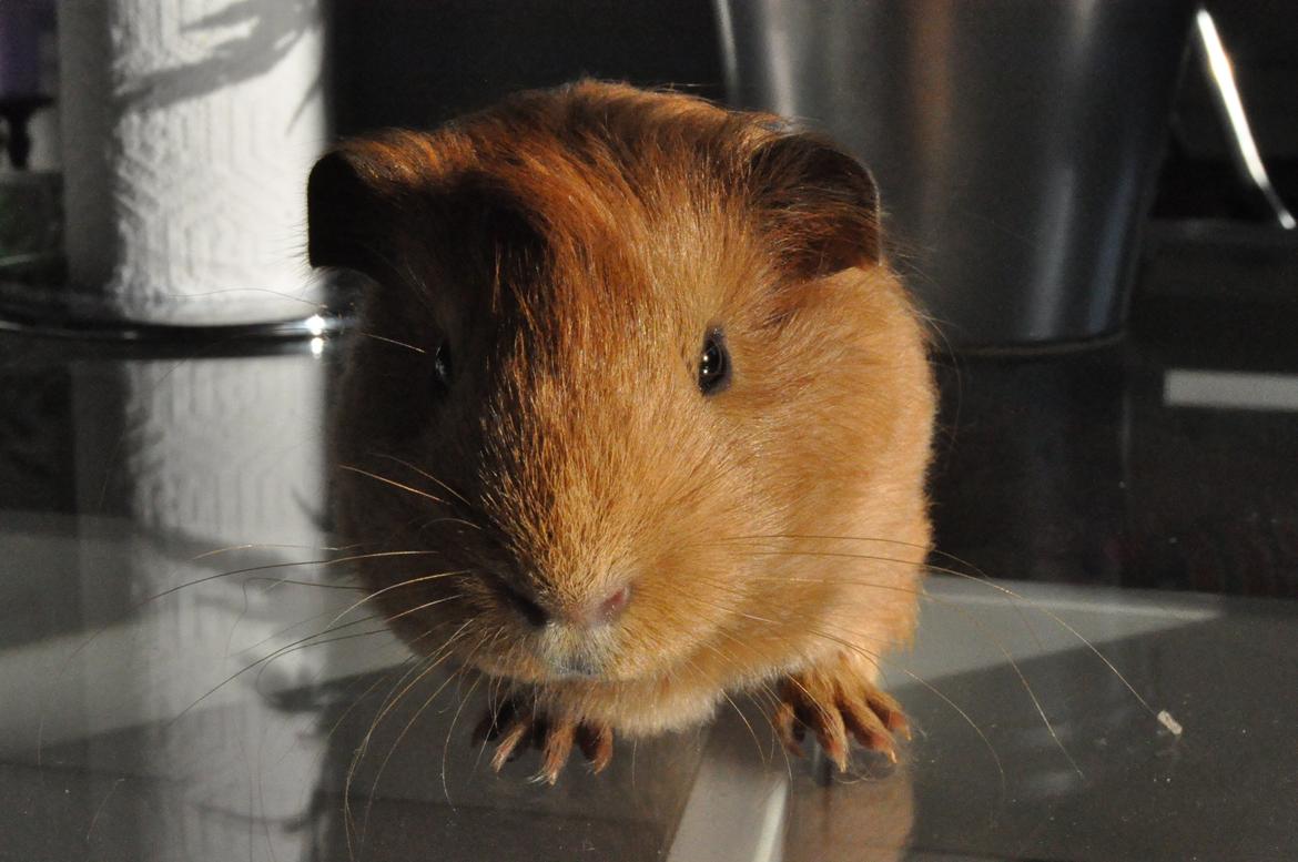 Marsvin Jerry - Halløjsa! billede 6