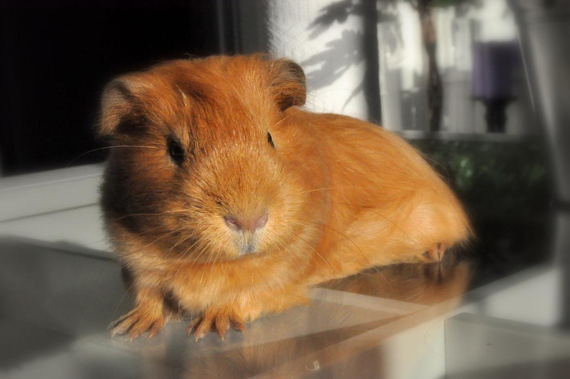 Marsvin Jerry billede 1