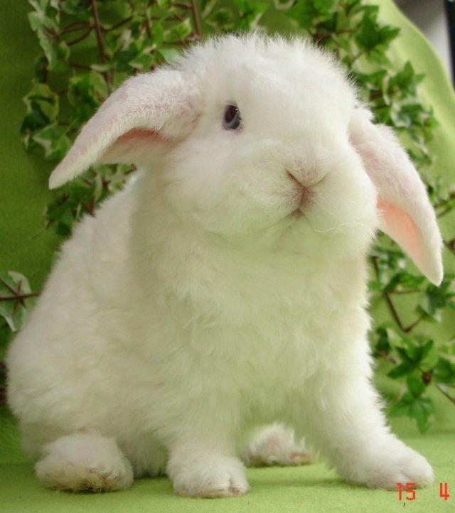 Kanin Alaska - Alaska hos Ministald(opdrætteren) billede 2