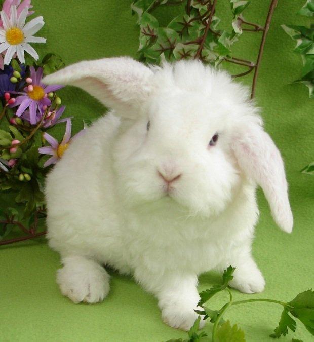 Kanin Alaska - Alaska hos Ministald(opdrætteren) billede 3