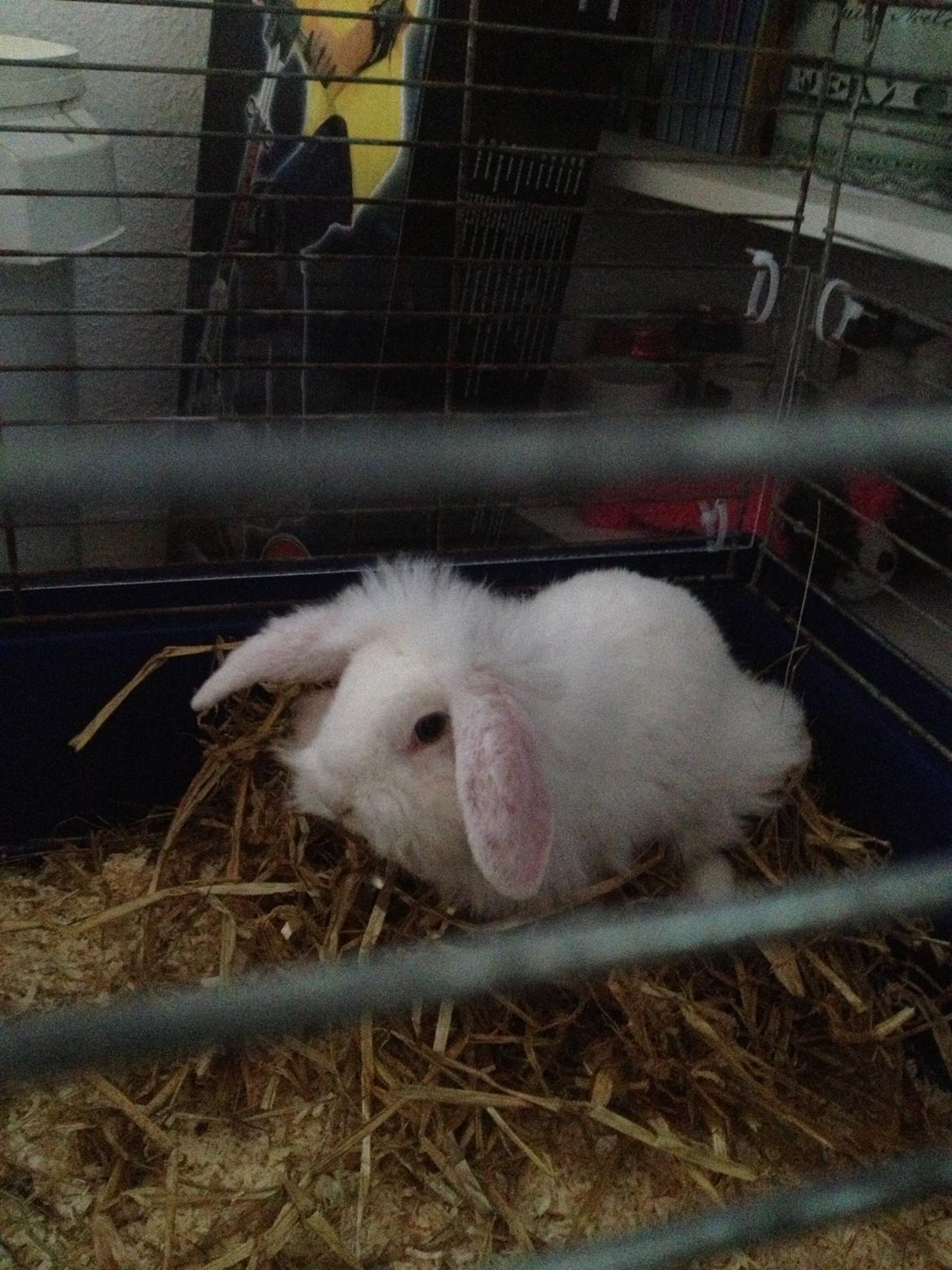 Kanin Alaska billede 4