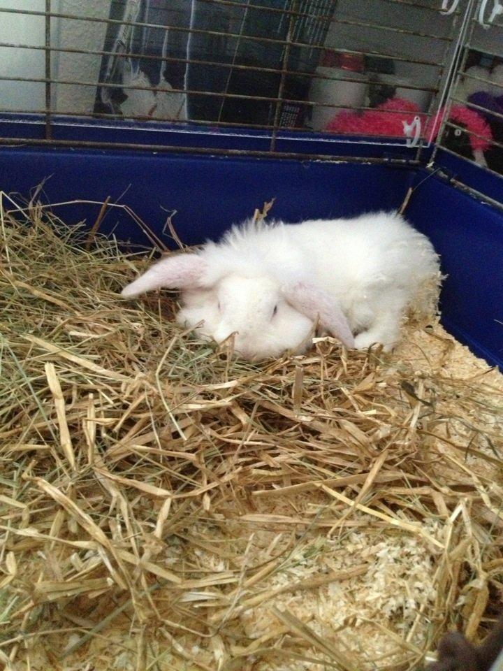 Kanin Alaska billede 5