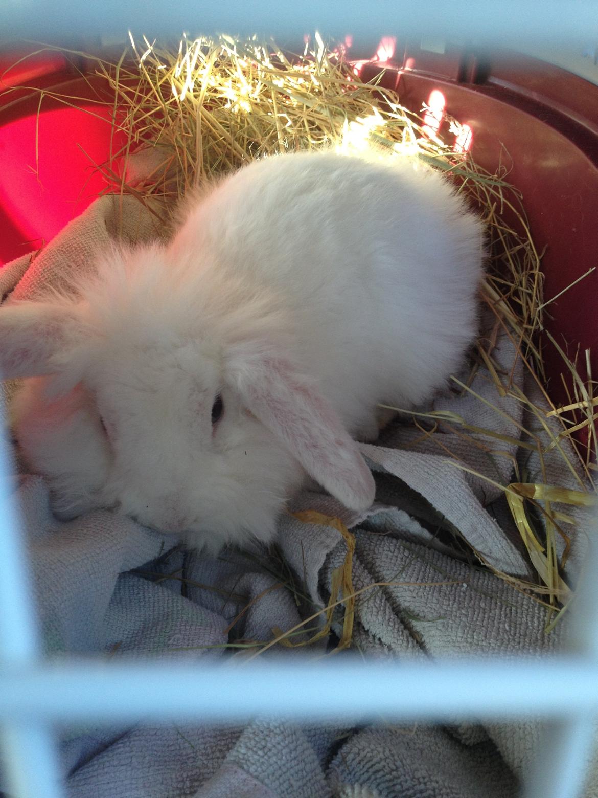 Kanin Alaska billede 8