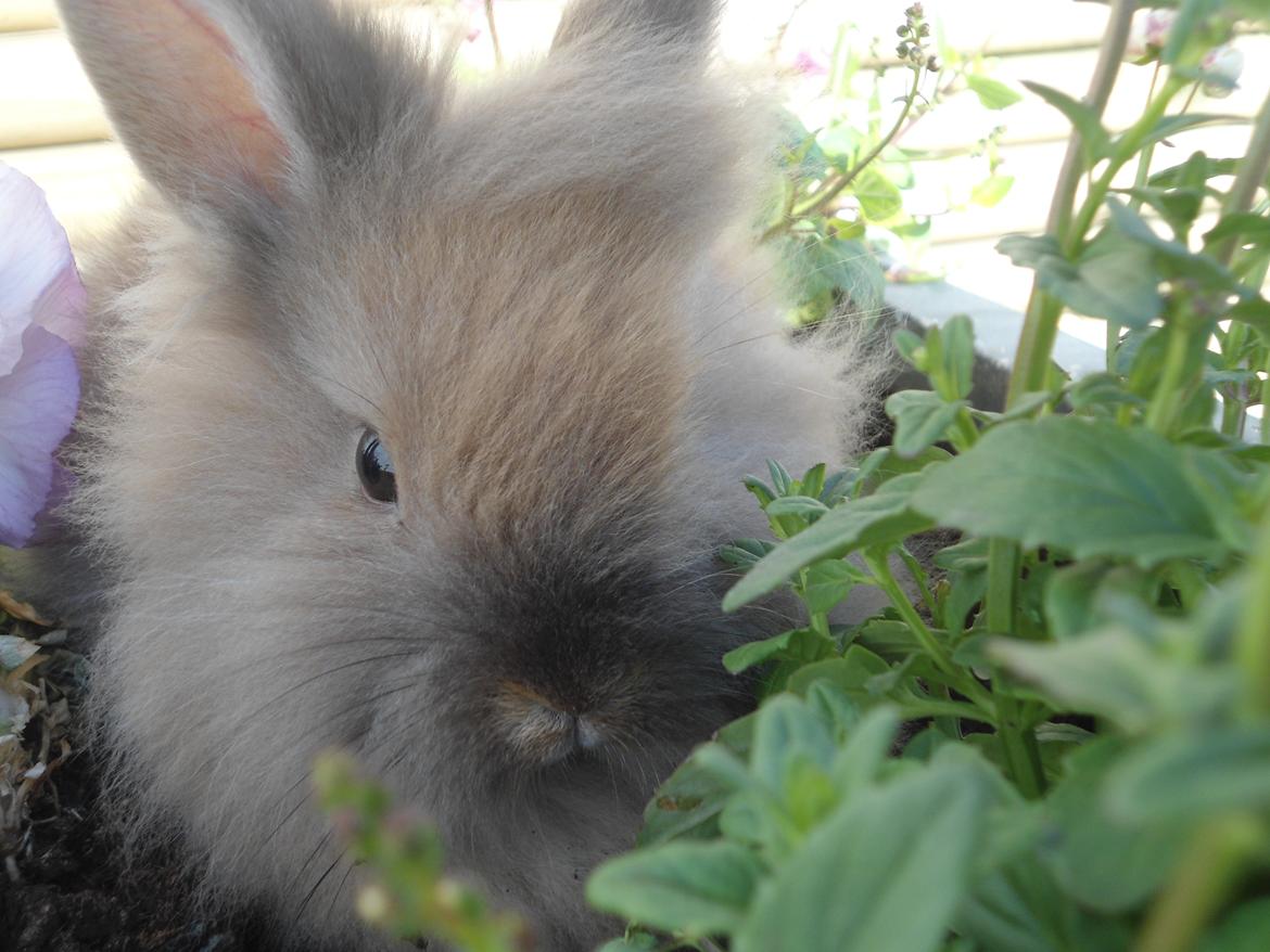 Kanin Emma billede 3