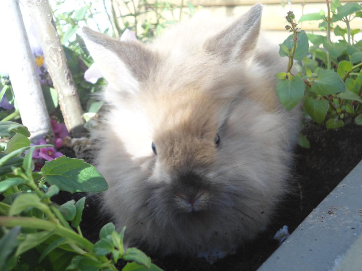 Kanin Emma billede 4