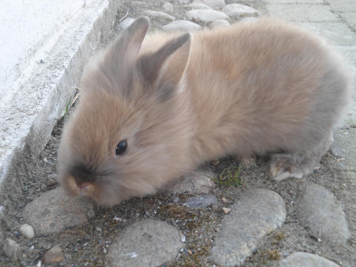 Kanin Emma billede 5