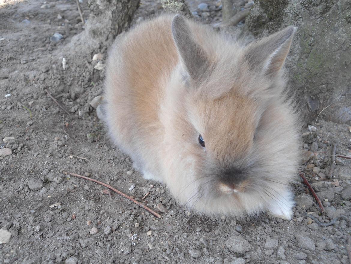 Kanin Emma billede 6