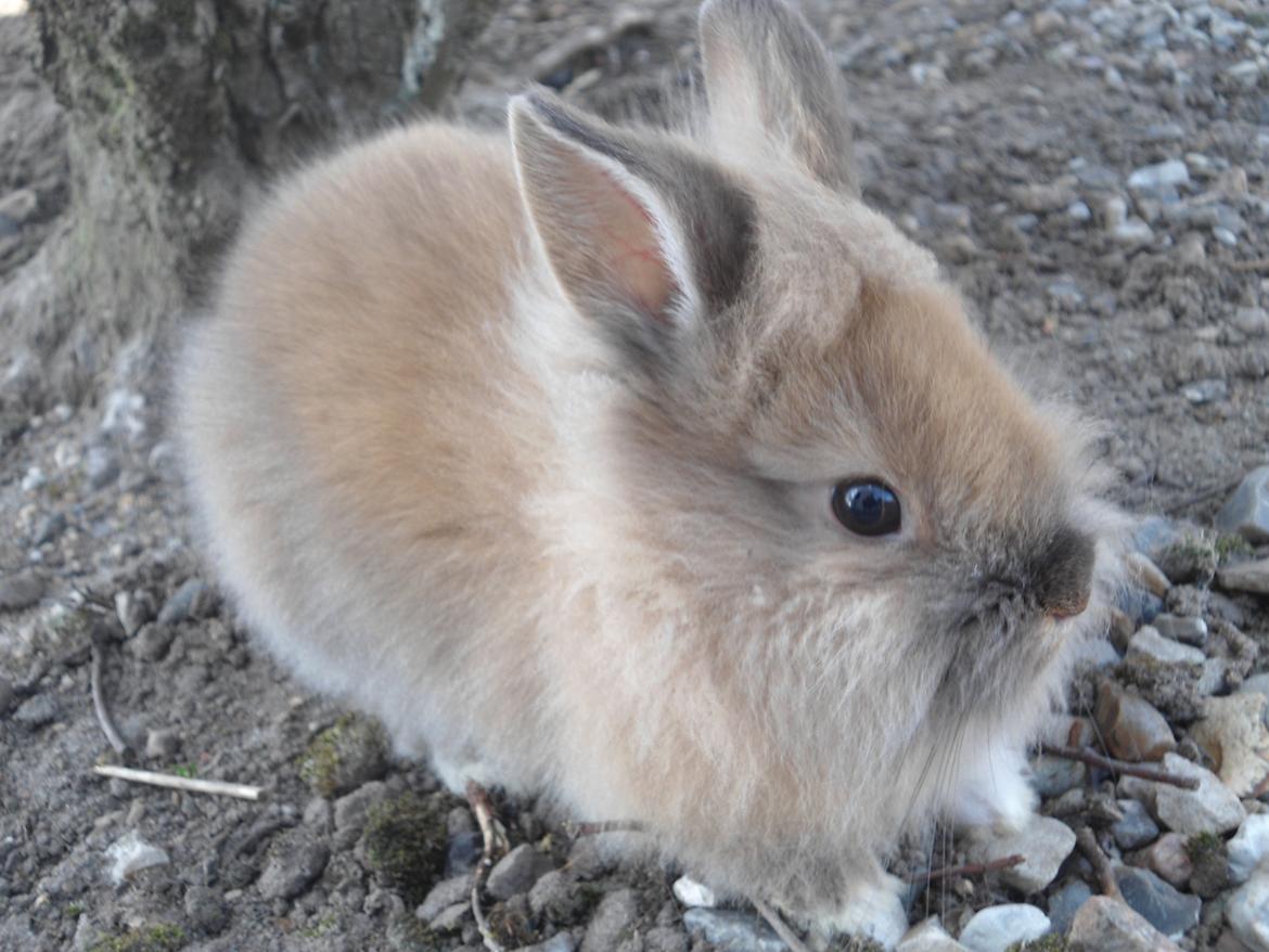 Kanin Emma billede 7