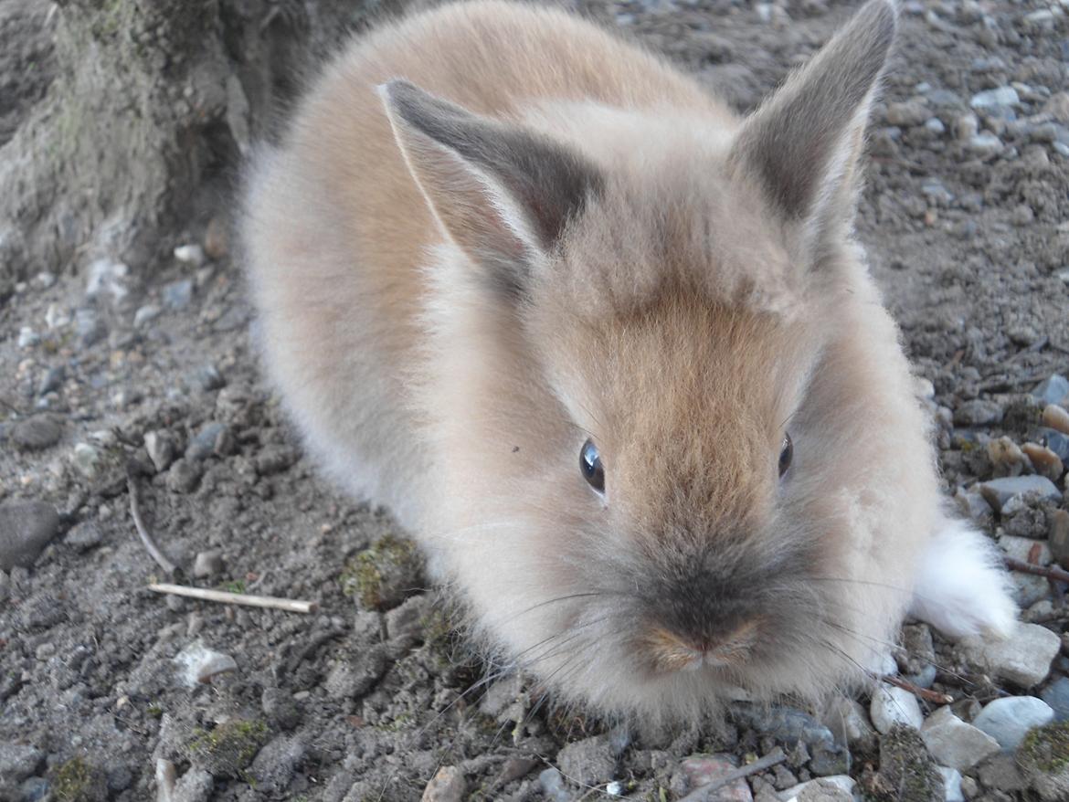 Kanin Emma billede 8