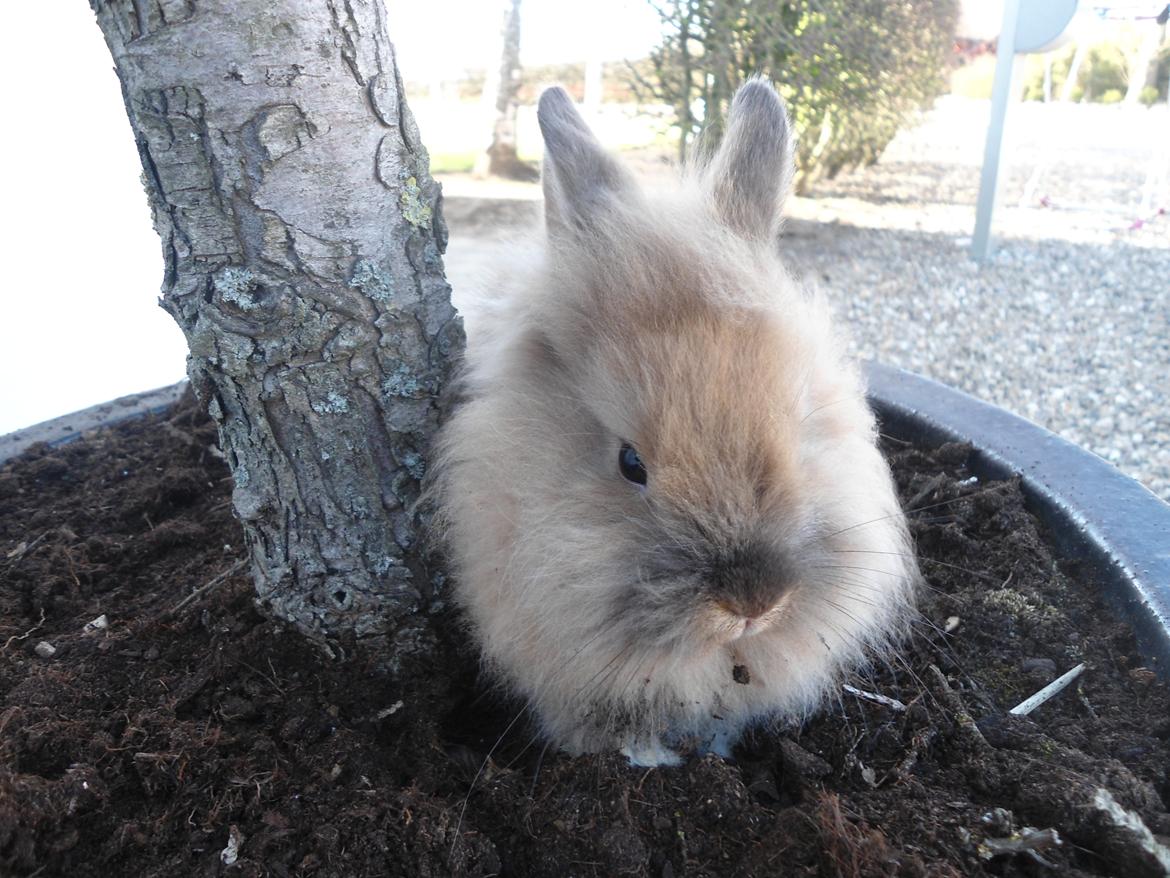 Kanin Emma billede 10