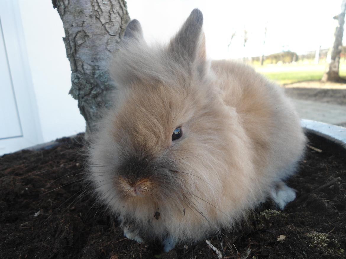 Kanin Emma billede 11