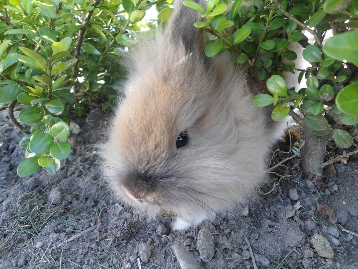 Kanin Emma billede 13