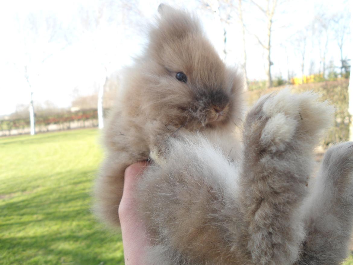 Kanin Emma billede 14