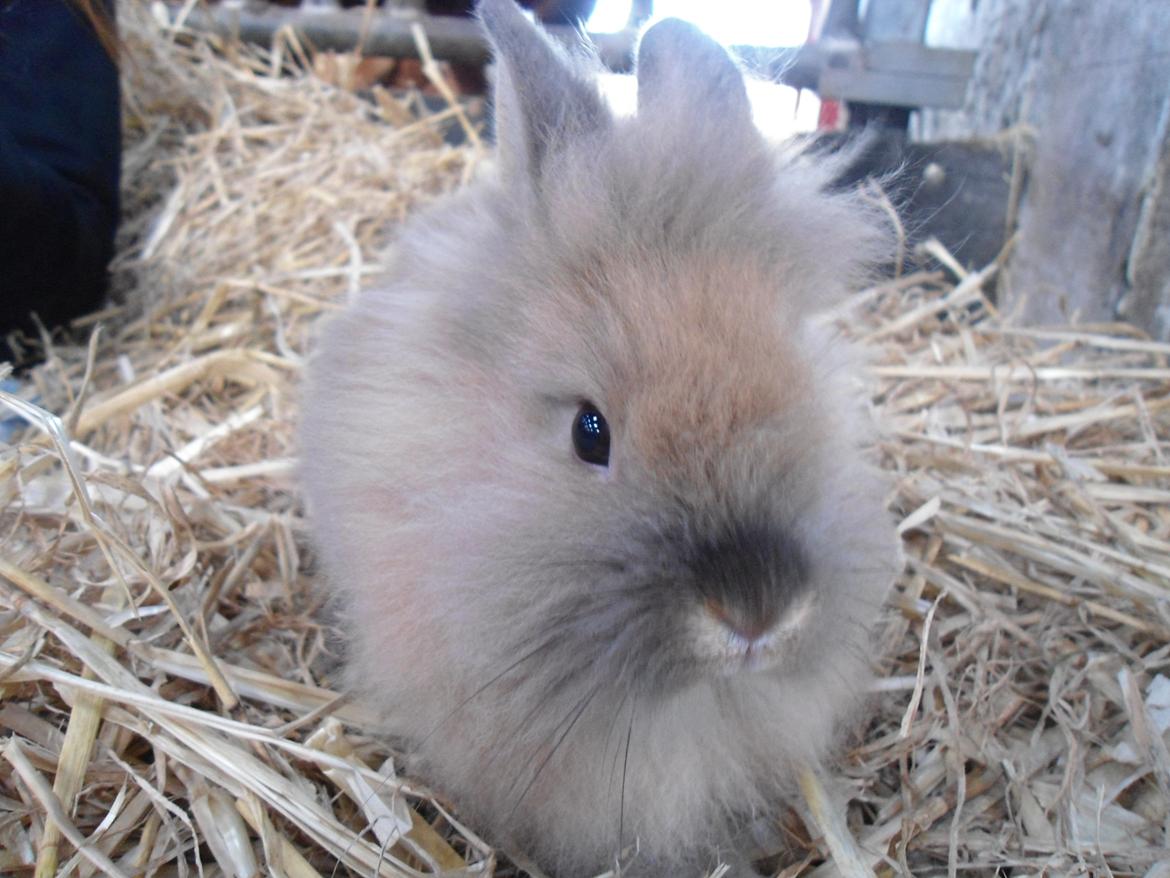 Kanin Emma billede 15