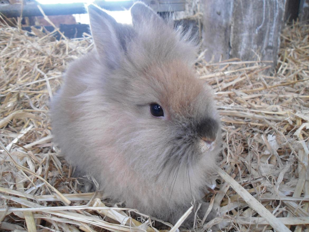 Kanin Emma billede 16