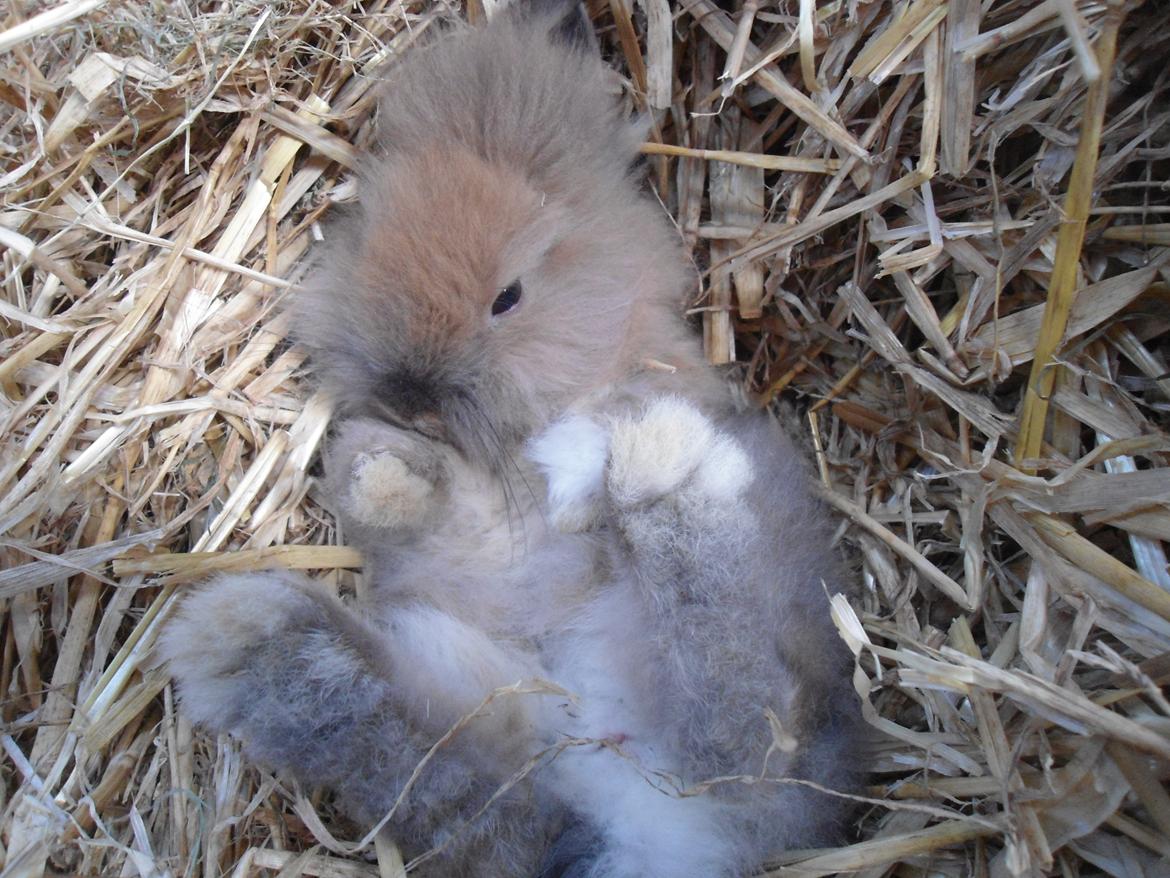 Kanin Emma billede 17