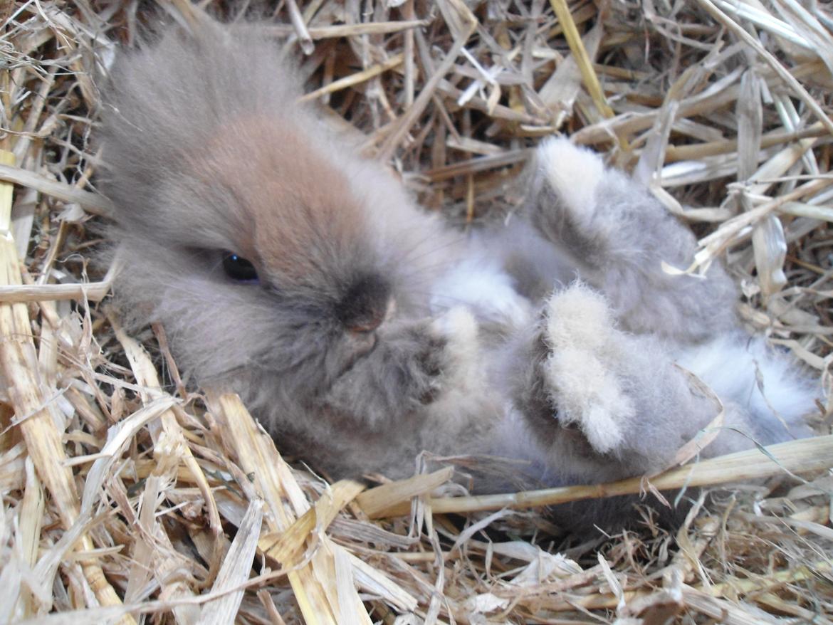 Kanin Emma billede 18