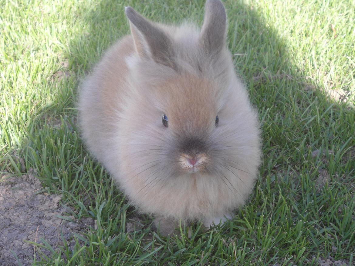 Kanin Emma billede 1