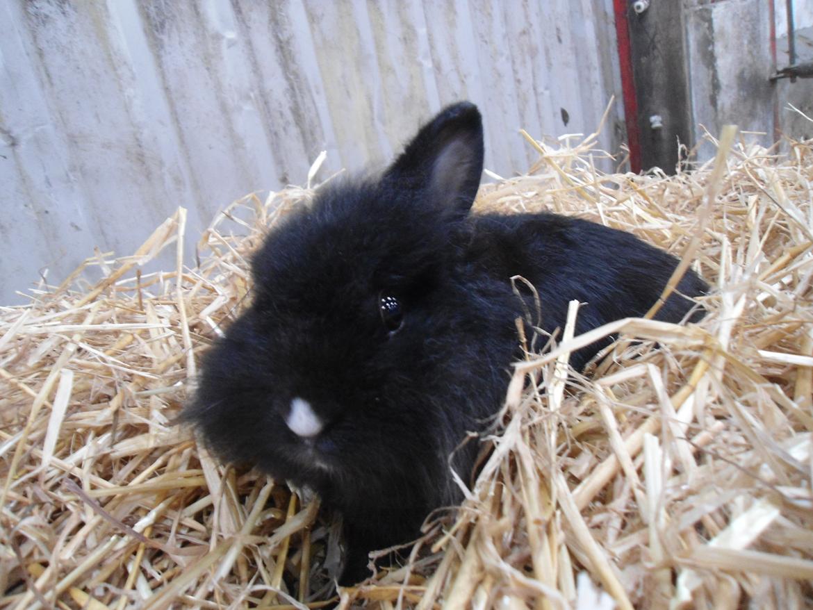 Kanin Pjuske billede 4