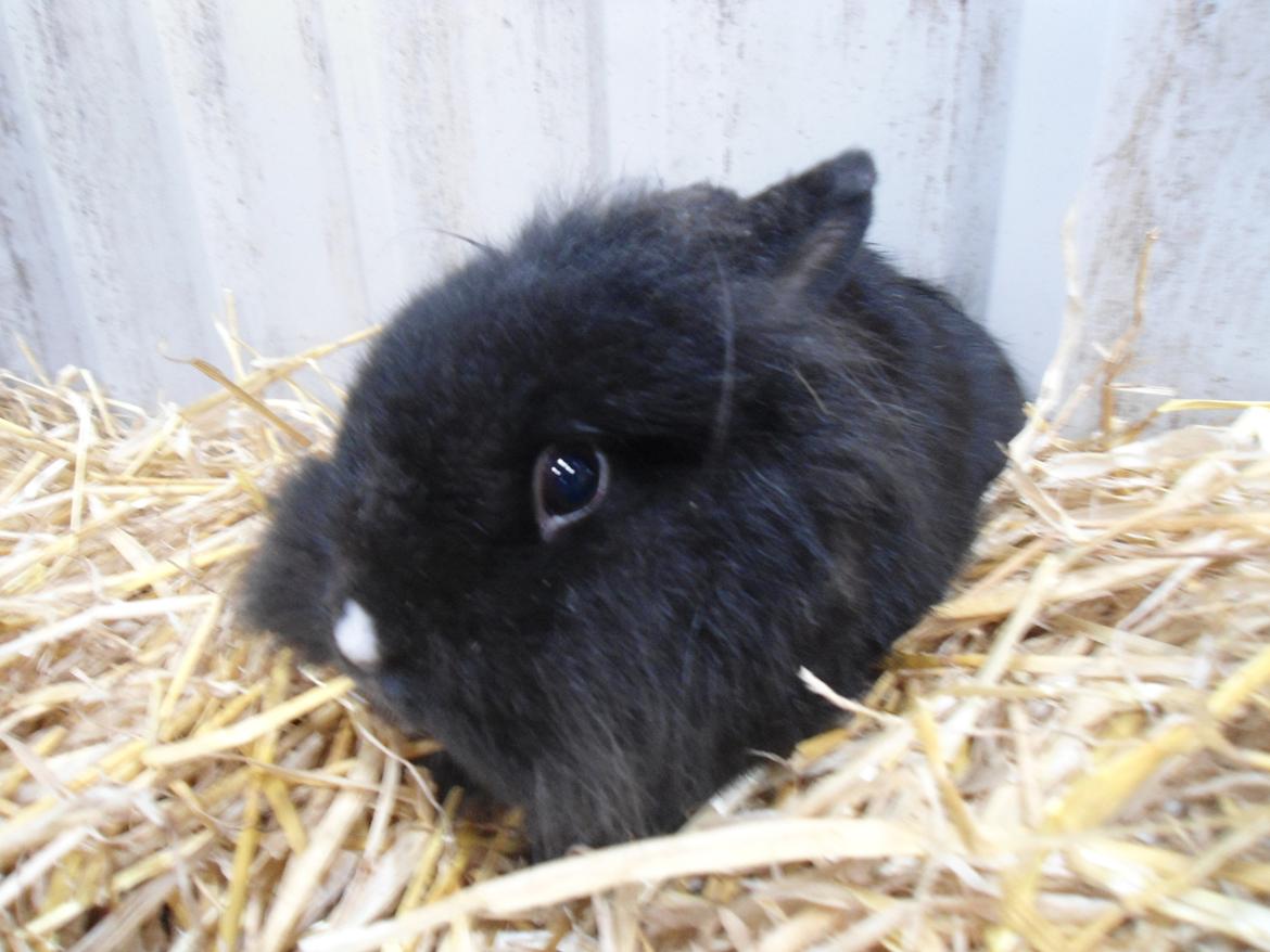 Kanin Pjuske billede 5