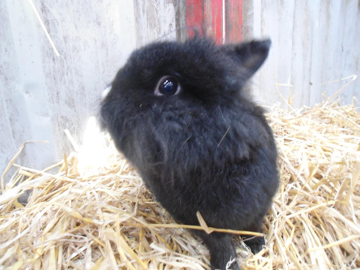 Kanin Pjuske billede 6