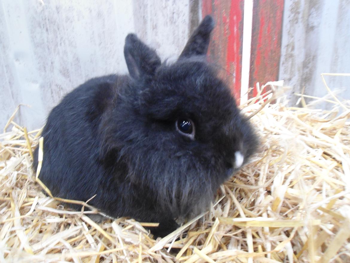 Kanin Pjuske - Pjulle som leger i halmet:) billede 3