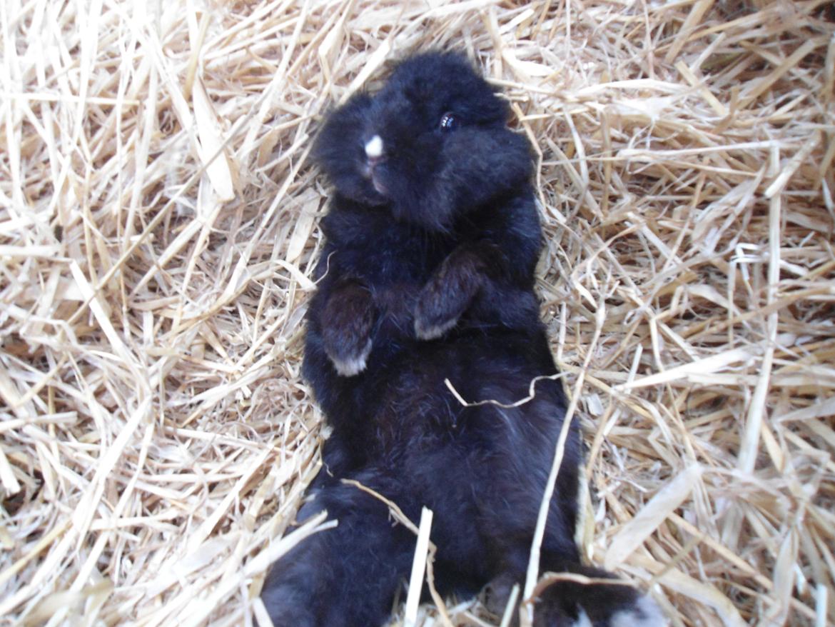 Kanin Pjuske billede 7