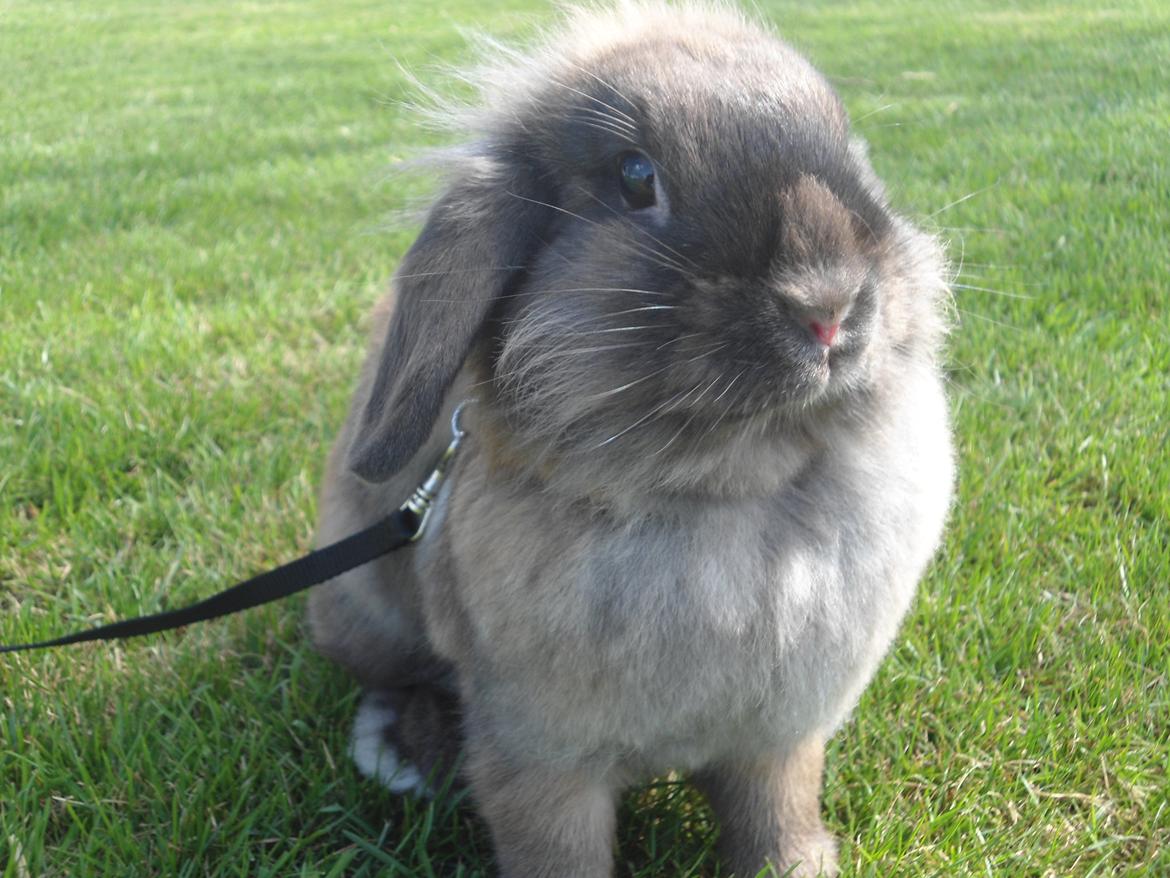 Kanin Stella billede 1