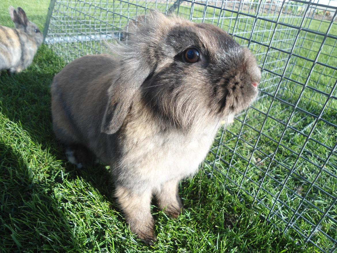 Kanin Stella billede 6