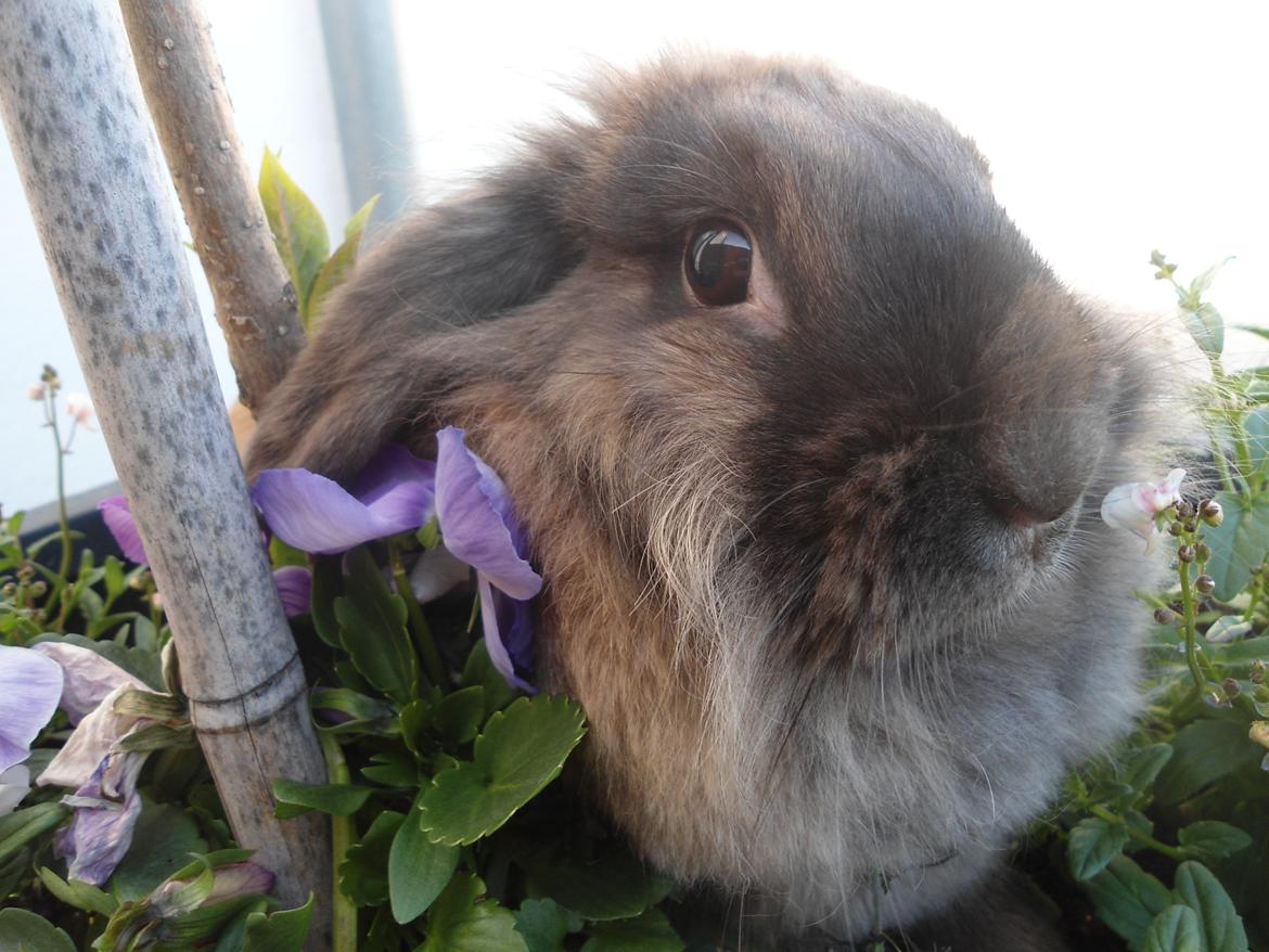 Kanin Stella billede 7