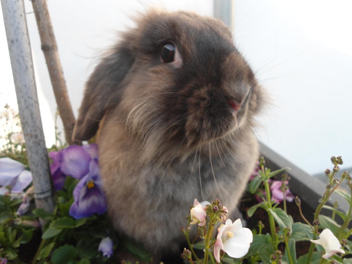 Kanin Stella billede 8