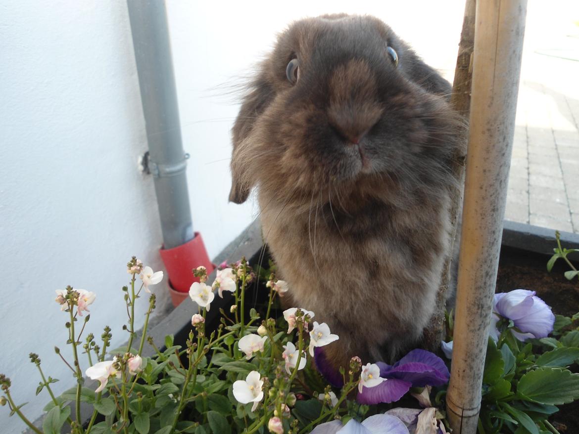 Kanin Stella billede 9