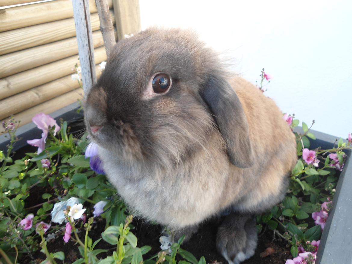 Kanin Stella billede 10