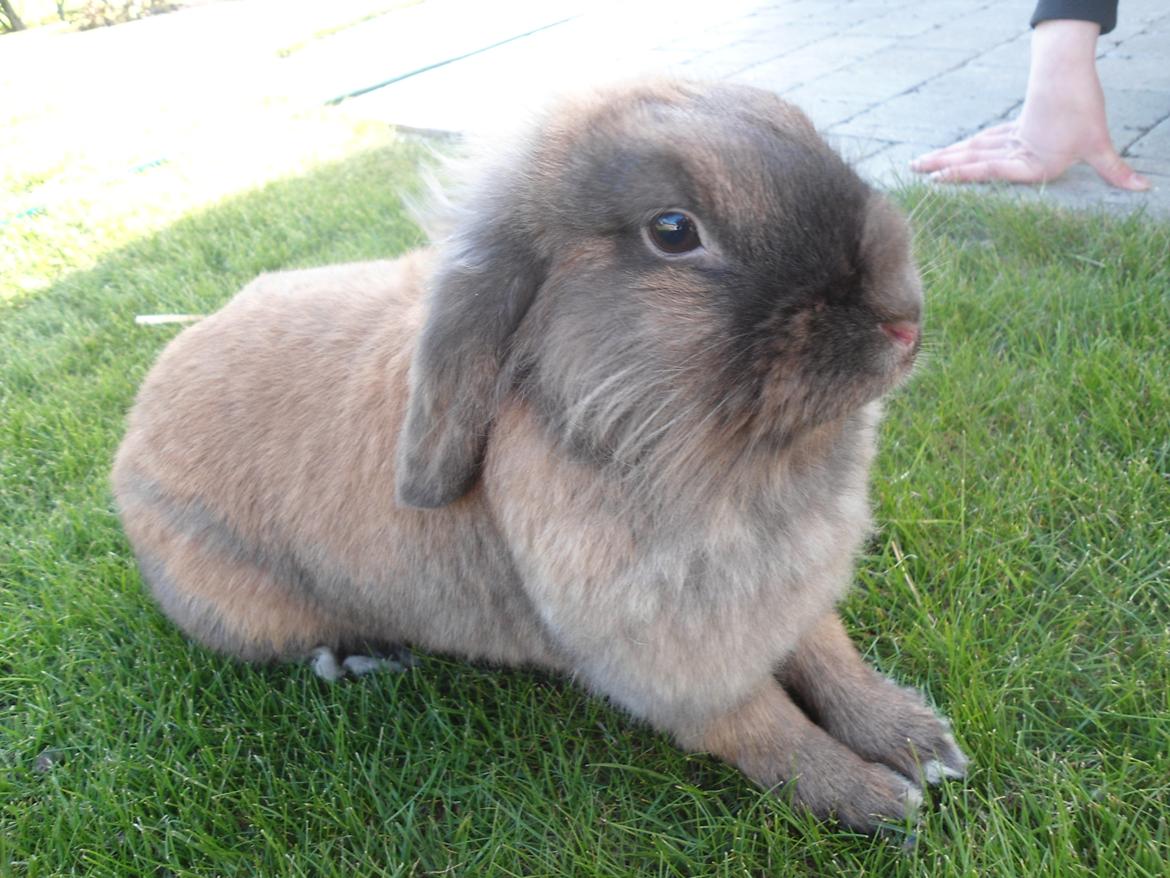 Kanin Stella billede 11