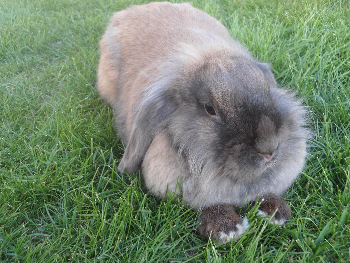 Kanin Stella billede 12